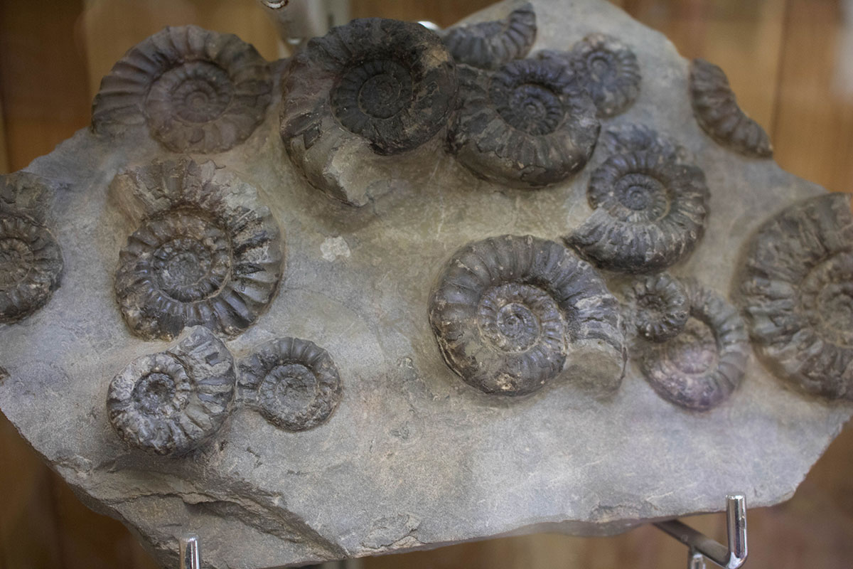 Fossils