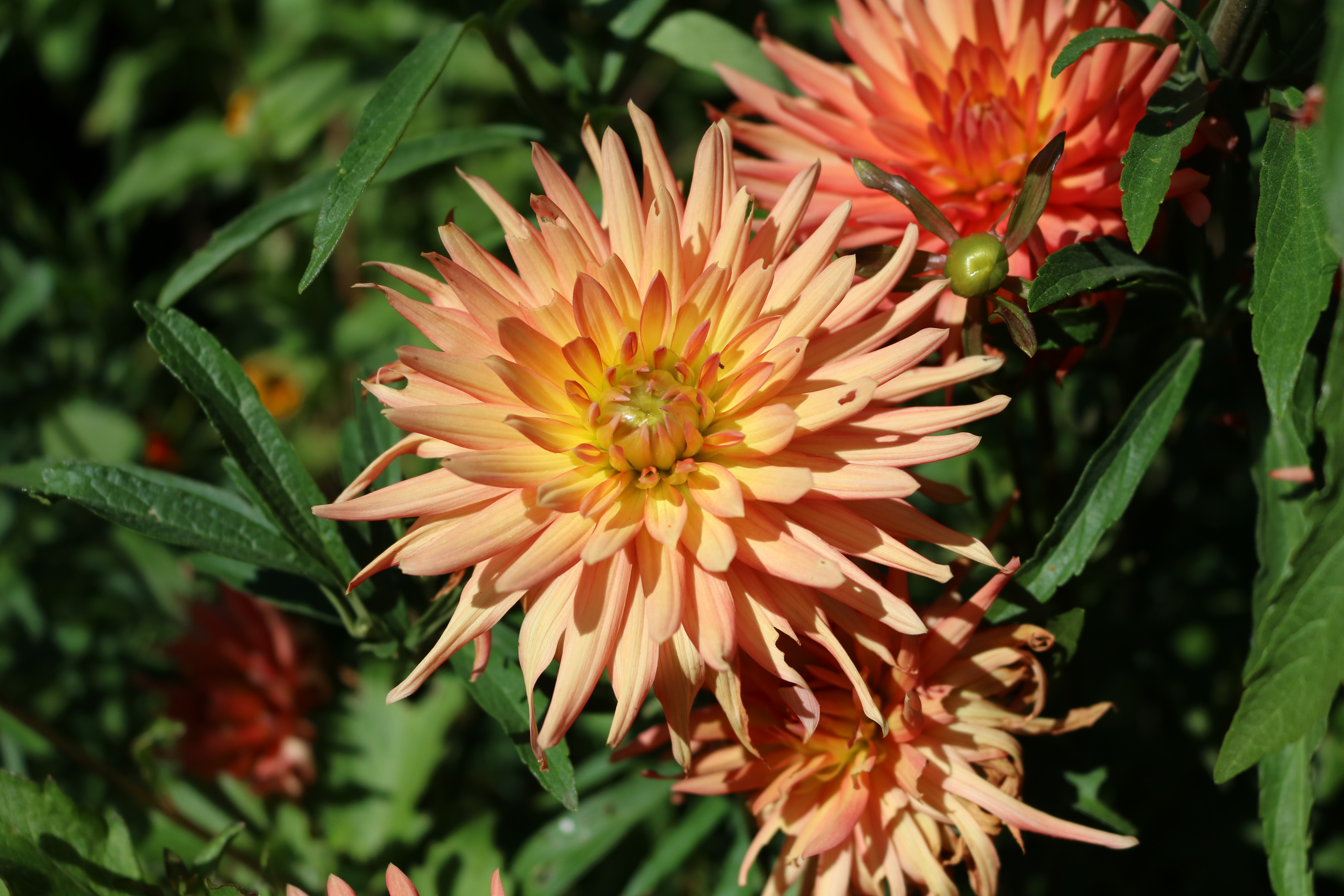 Closeup of flowers, Flower Garden