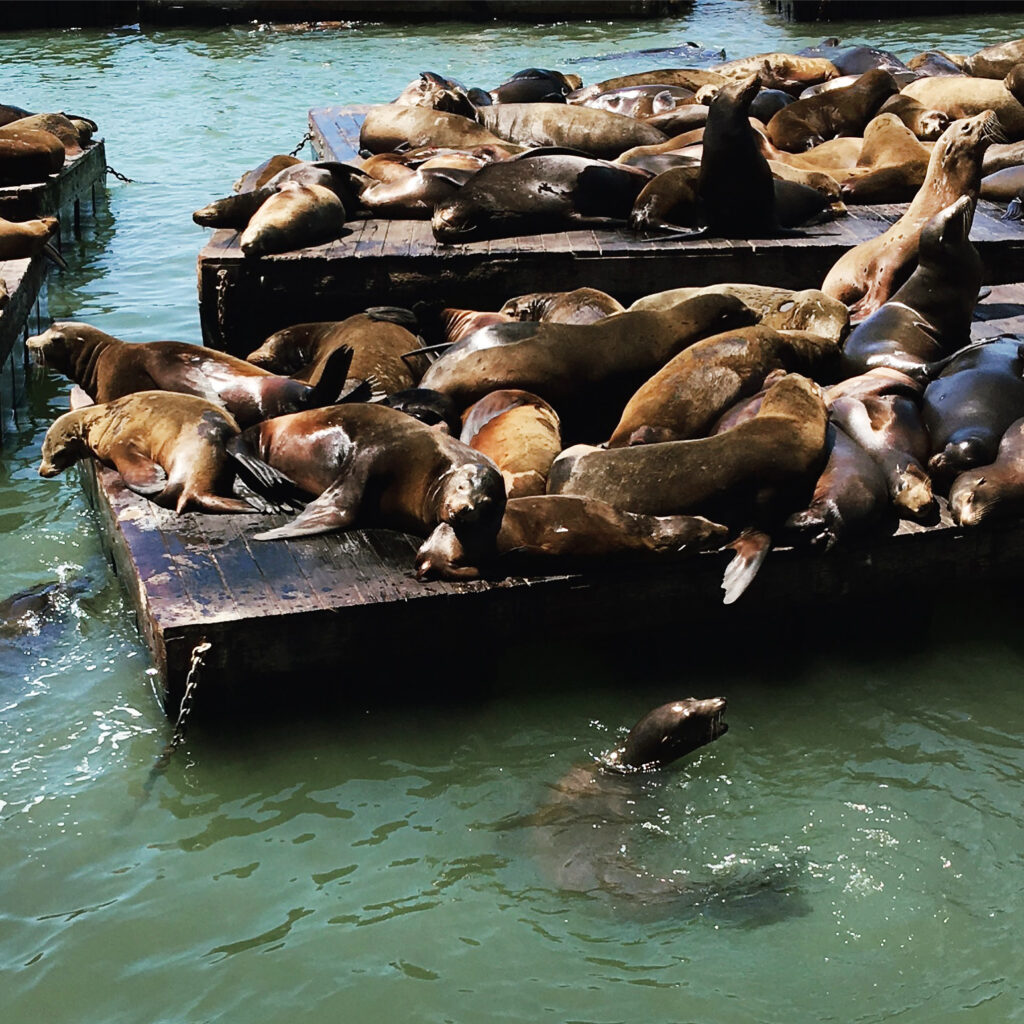 Sea Lions, Pier 39